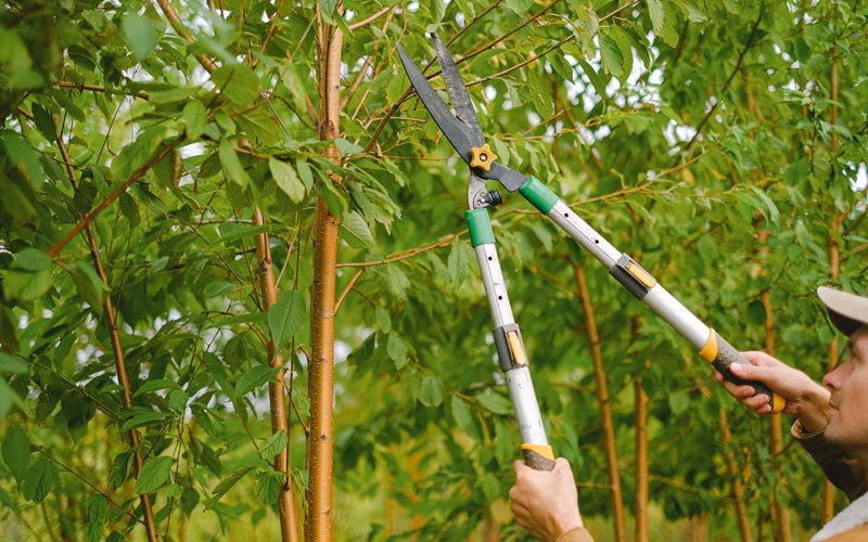 Tree trimming in Shenandoah, IA